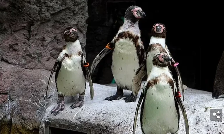 Les pingouins gays deviennent pères pour la première fois