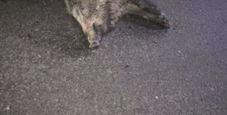 Car hits wild pigs on the <x0c>Ibrahim Rugova”