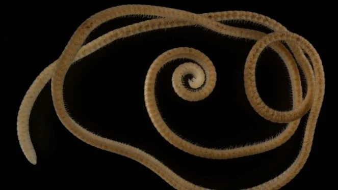 Die 1306 - Fußfräse ist in Australien gefunden