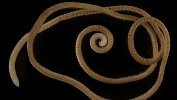 El 1306 - pie millipede se encuentra en Australia