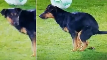 Partizan en Belgrado entra en el estadio con un invitado no deseado, incluso haciendo la necesidad (Vídeo)