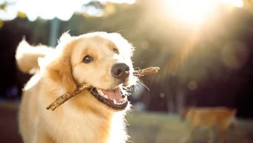 Goat, perros, gatos: Por qué estos y otros animales cambiaron a la humanidad para siempre