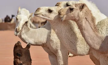 Miss Devja: Arabia Saudita excluye a 40 camellos de la competencia después de usar botoks en su nariz y labios