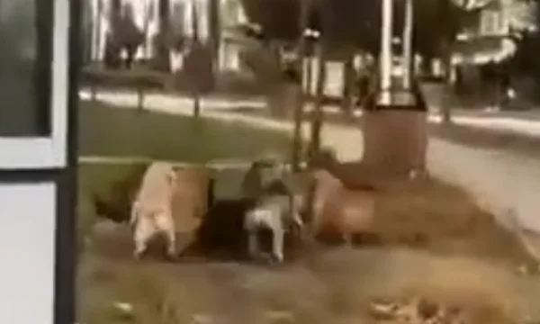 Gruppo di dormitori a Pristina endanger studenti