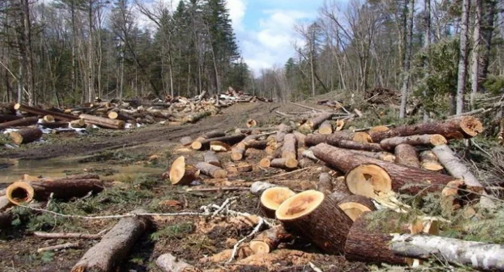 Sono stati catturati tagliando le foreste, 15 persone arrestate a Ferizaj.