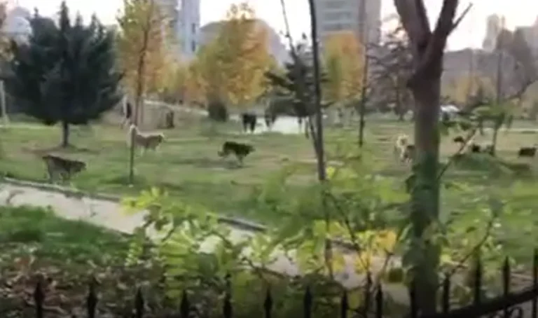 I cani erranti diventano insieme alla Facoltà Giuridica di Pristina, non noti motivi (Video)