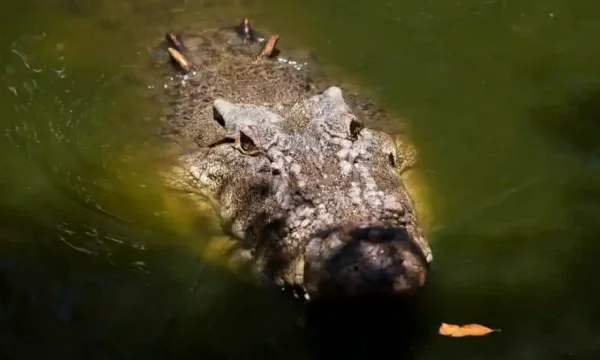 Der Mann benutzt sein Taschenmesser, um dem Krokodil zu entkommen, das ihn zum Fluss zog.