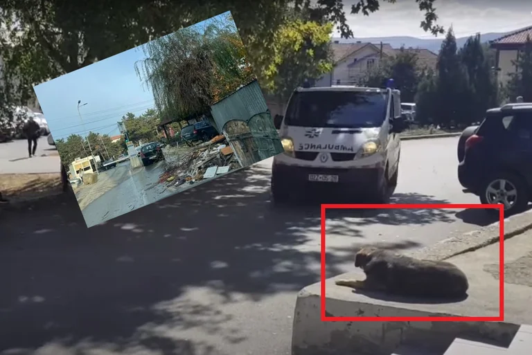 QKUKs Kugelhund von Kurti erwähnt ? hat einen Ruf bei QKUK gemacht, eine wichtige Ansicht von der Eingabe (FOTO)