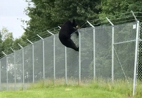 Der Bär versucht, von Gjakova weg zu kommen, indem er Drähte überquert, macht es nicht.