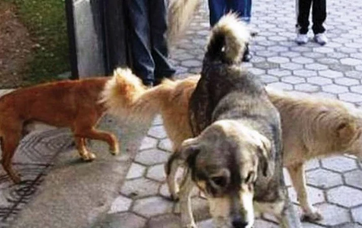 I cani combattono, poi anche i loro proprietari a Vlora: Uno rimane ferito