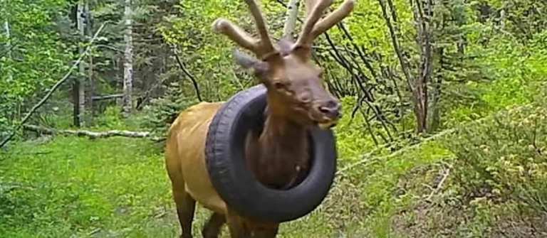 Nach zwei Jahren ist der Hirsch im Reifen um den Kopf endlich frei