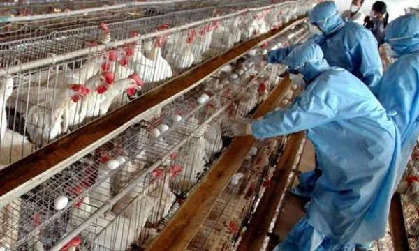 Lebensmittel- und Veterinärbehörde ergreift Maßnahmen nach Kosovo Vogelgrippe-Show