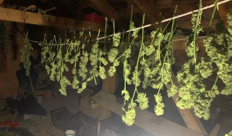 Prizren: Policia i kap mbi 11 kilogramë marihuanë