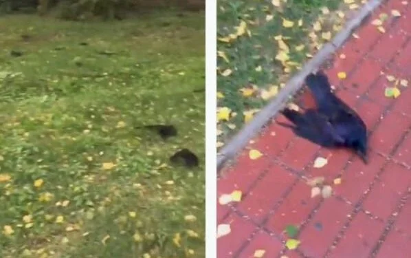 Hunderte von Toten Krähen fallen vom Himmel und füllen Straßen