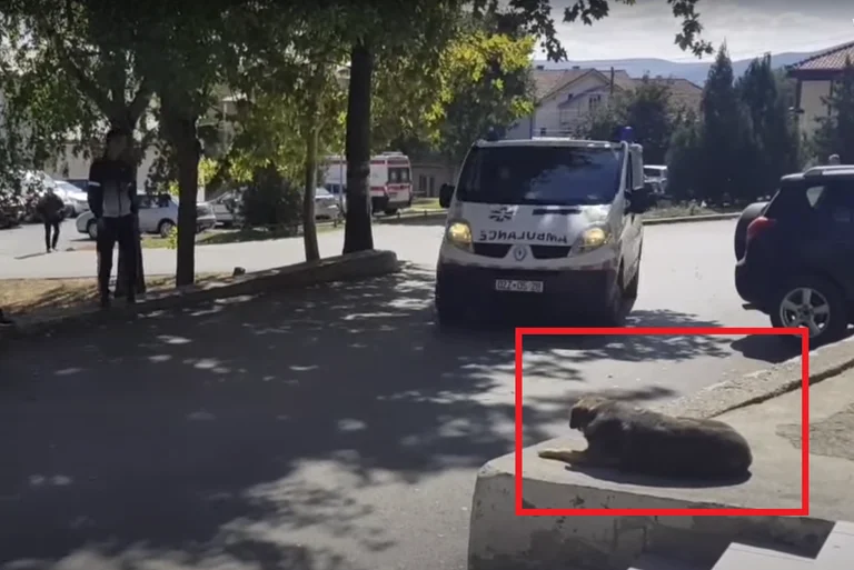 Il cane da ballo occupato di Albin Kurti va a nord del paese? (Foto + Video)