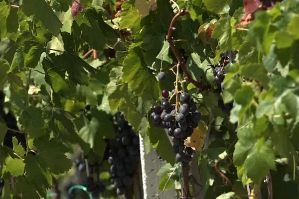 I proprietari si lamentano del prezzo delle uve: basso, non coprire nemmeno le spese