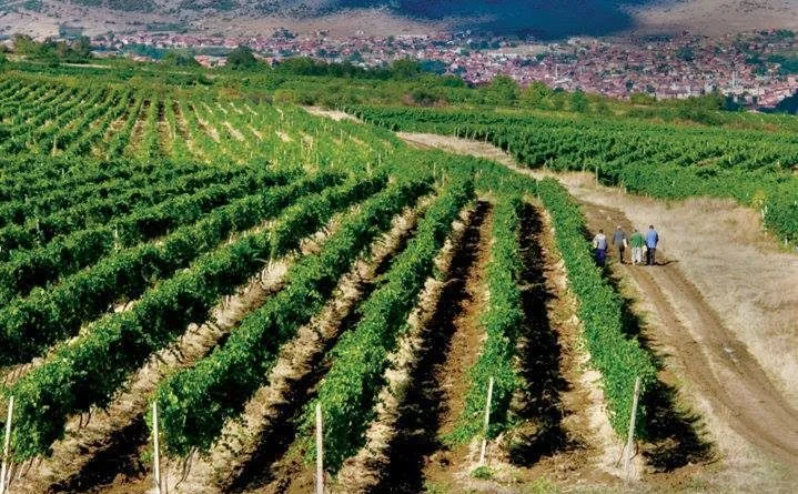 Rahovecasit s’i del boll rrushi e vera: Nis kultivimin e hashashit, kokainës e kanabisit