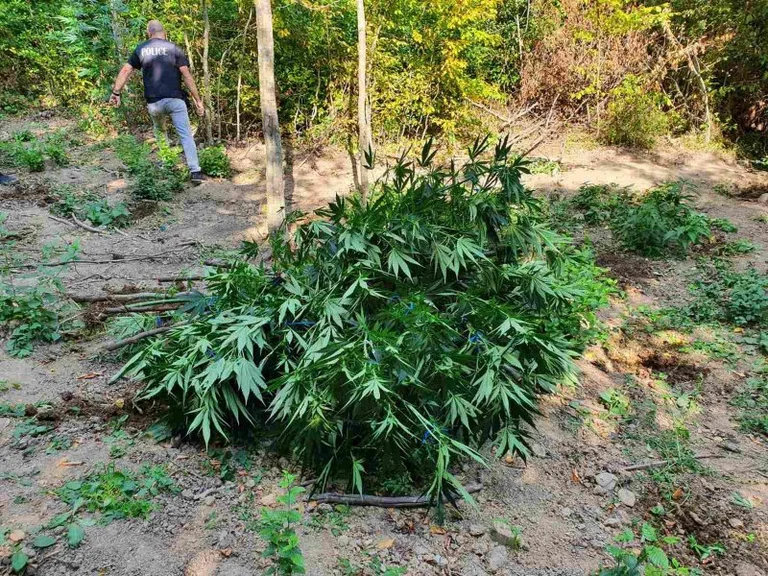 Zbulohet plantacioni i mbjellur me kanabis në Prishtinë, arrestohet një person