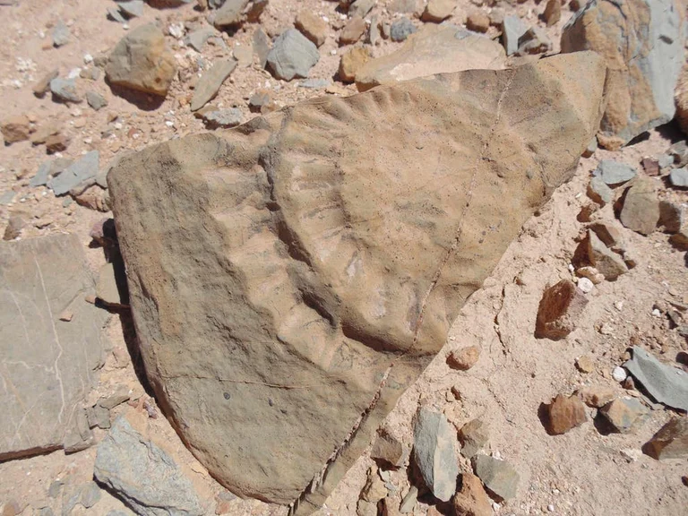 Gli scienziati provano il drago volante in Cile