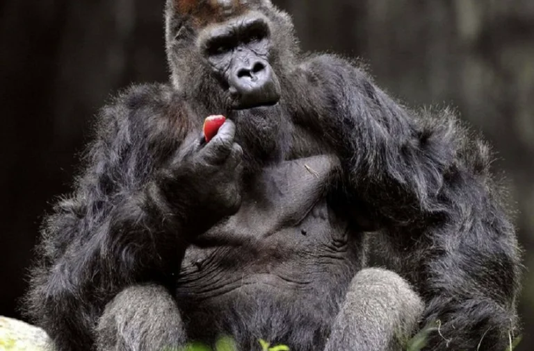 USA: 13 gorilla infettati da coronaria