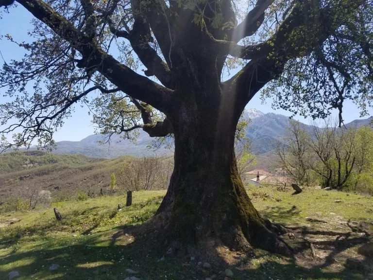 Kamenica: 63 anni cade da rovere di 3 m, muore (Video)