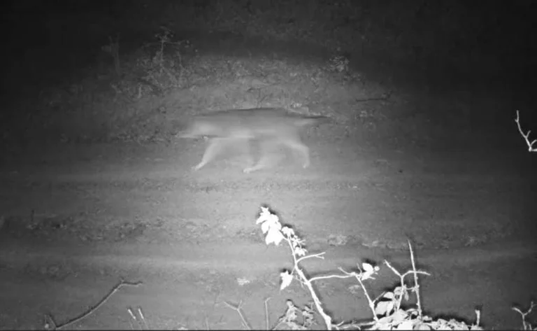 Cameras Catch Walled Wolfers at Excavations