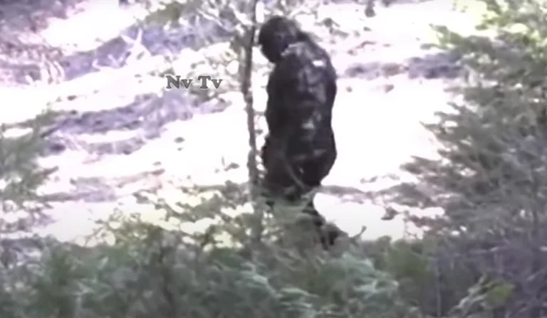 Bigfoot: Dramatic vision shows the monstrous creature in Idaho (Video)