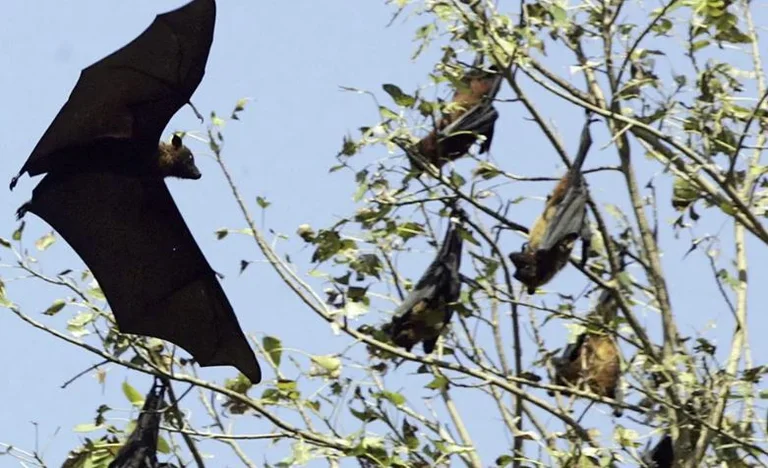 Çfarë është virusi ‘Nipah’ që po i mbytë njerëzit në Indi?