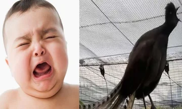Video: Pájaro <x0⁄4]