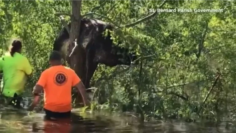 Momenti kur uragani Ida fluturon lopën në majë të pemës (Video)