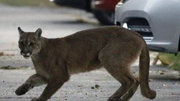 Berglöwen Angriffe 5-jährige, Mutter rettet Kind vor Tierklawen