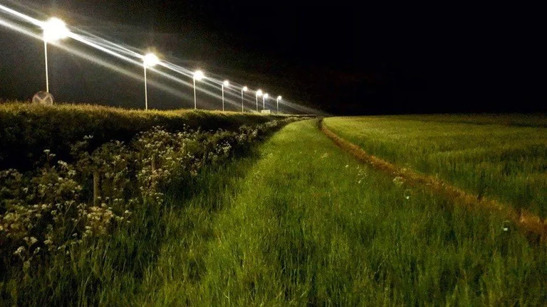 Scientifiques : La population de nombreux insectes disparaît à cause des feux de rue
