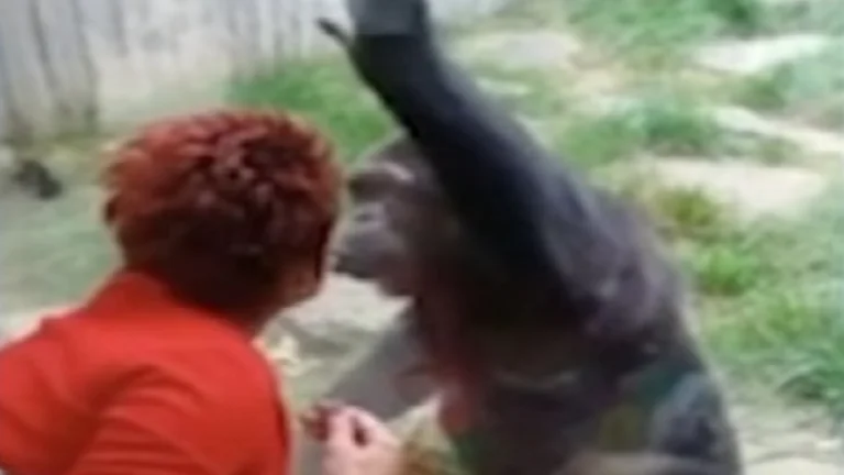Die Frau wird aus dem Zoo für Küsse auf die Lippen der Schimpansen vertrieben, aber er hat sich verliebt