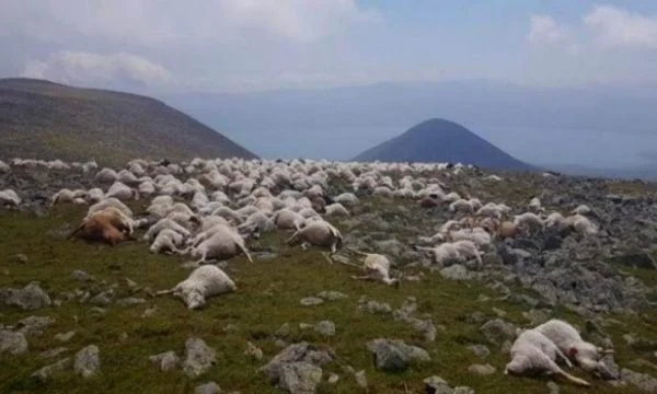 Rrufeja vret mbi 500 dele, detajet dhe pamjet “horror” nga vendi i ngjarjes