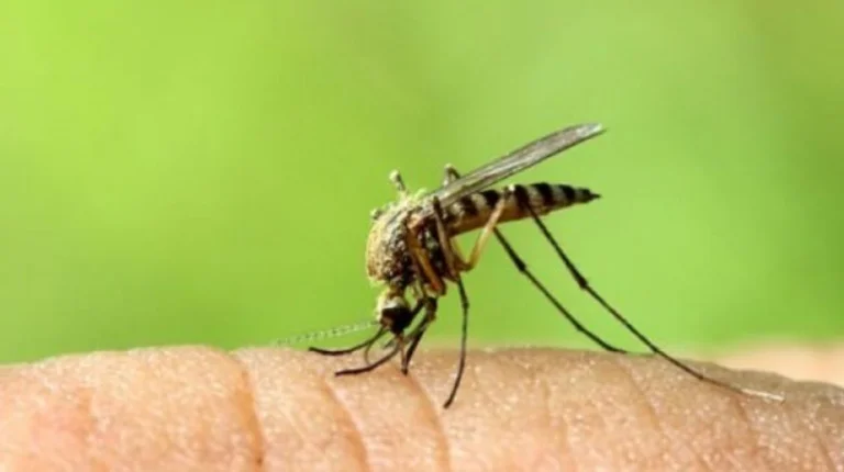 IKSHPK jep lajmin e mirë: Në Kosovë nuk ka virus të Nilit Perëndimor