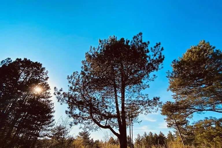 Parashikimi i motit për sot