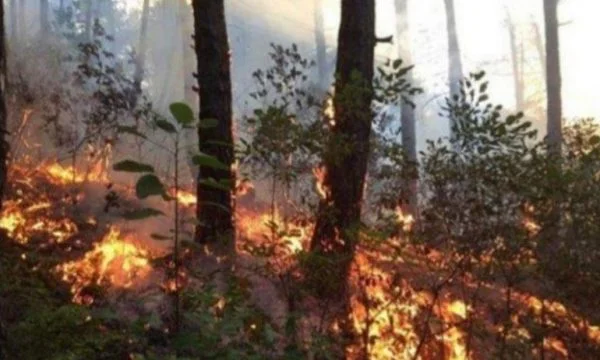 Vitia e rrezikuar nga zjarret, kryetari i komunës kërkon ndihmë nga niveli qëndror