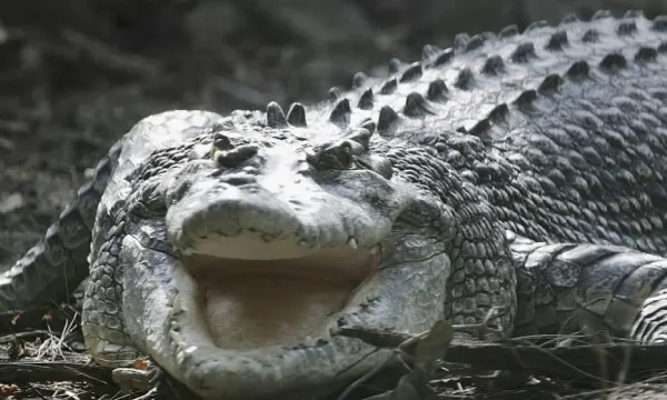 Dos soldados son atacados por cocodrilos en Australia, uno en estado grave