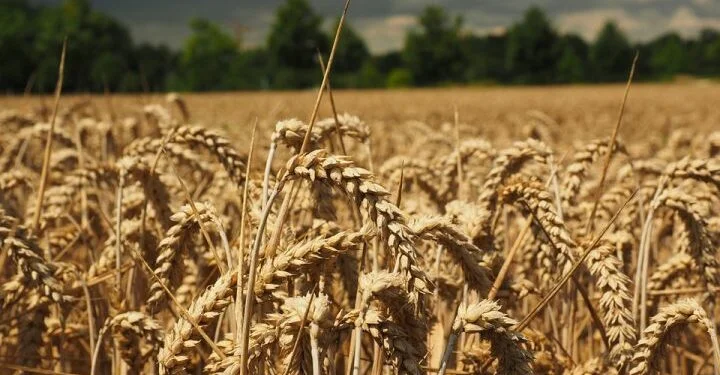Rahovecas informa a la policía de un hombre que sembró el campo de granos