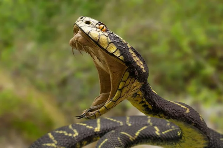 Go to North: The snake bites, Kosovo health turns out to be anti-venin serum