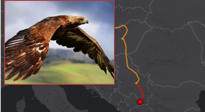 They set up GPS to see the moves, the famous Hawk chooses Kosovo as “home”