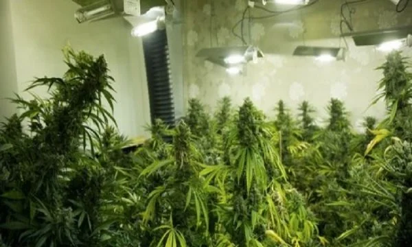 Pristina reports itself to the police: I have cultivated narcotic plants at home