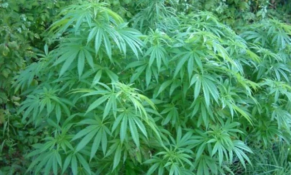 Circa 100 piante di cannabis trovate in Fushe Kosovo