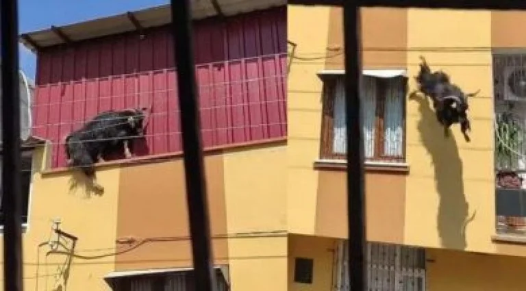 VIRALE: Dhia nuk pranon të therret për Kurban Bajrami, hidhet nga çatia