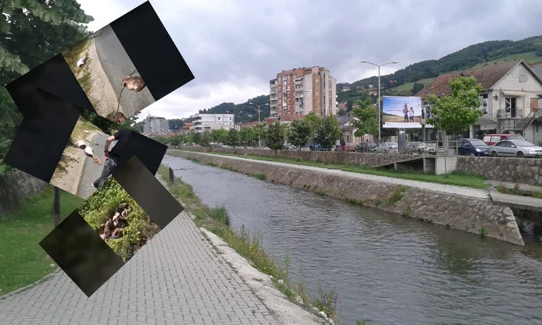 Horror në Kaçanik: Gjymtyrët e kokat e kafshëve të masakruara për Bajram hidhen në asfalt (Video)
