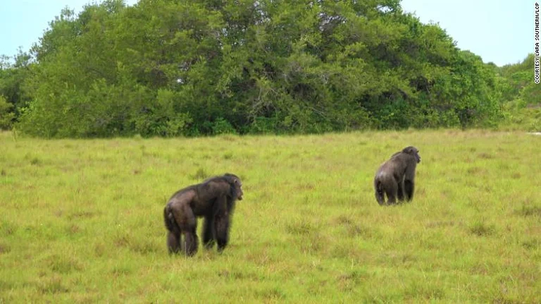 Kusherinjtë tanë bien në hasmëri – Shimpanzetë kryejnë sulm fatal ndaj gorillave, dy të vdekur
