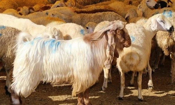 Mizoria ndaj kafshëve: Kosovarët shumë të interesuar për kurban, çmimi 120 euro