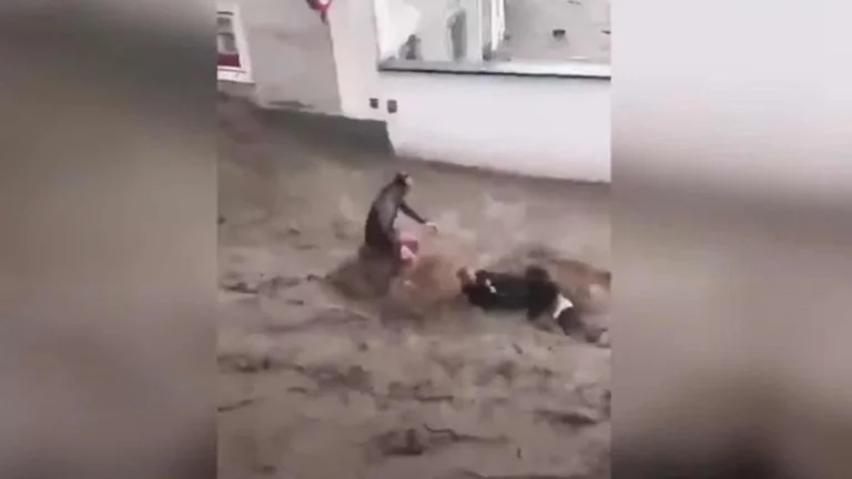 Pamje ku dy burra mundohen t’i shpëtojnë përmbytjeve