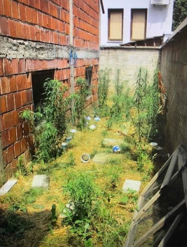 Policia konfiskon bimë të dyshuara si Kanabis Sativa