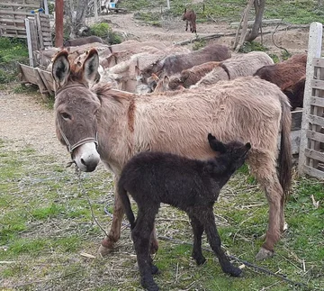 Sucede: pequeño burro en Albania llamado competencia de emparejamiento